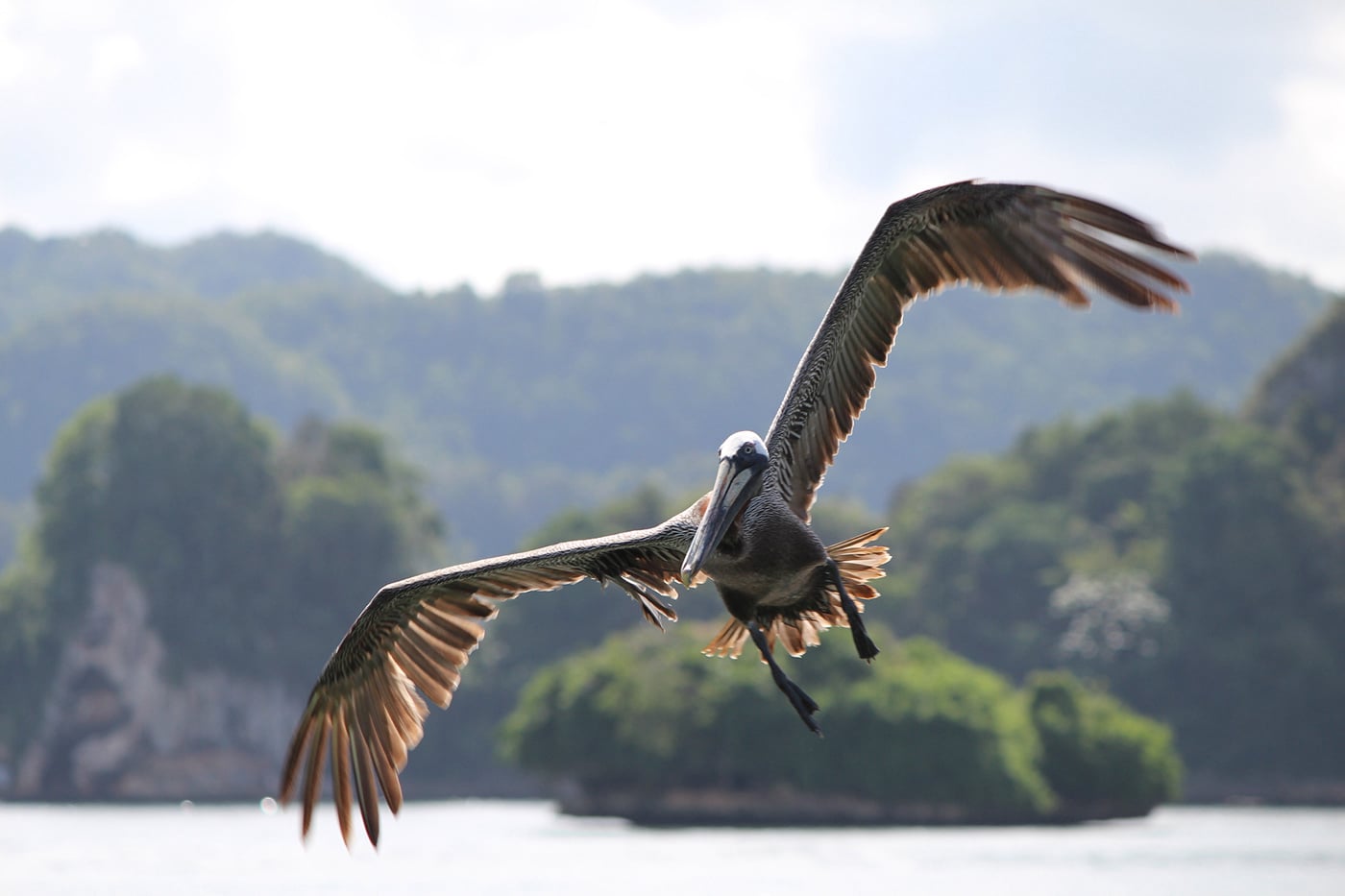 Los Haitises Park Tour from Samana Port Dominican Republic