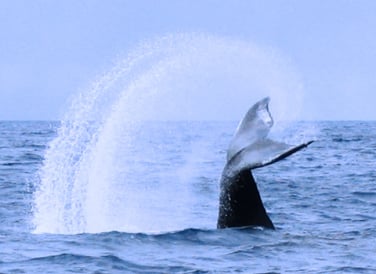 Whale Watching Tour in Samana Dominican Republic